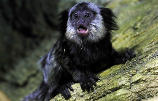 Тройняшки игрунок Жоффруа в океанариуме "Крокус Сити"