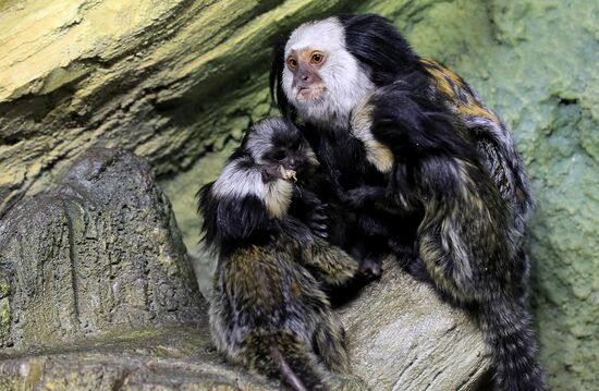 Тройняшки игрунок Жоффруа в океанариуме "Крокус Сити"