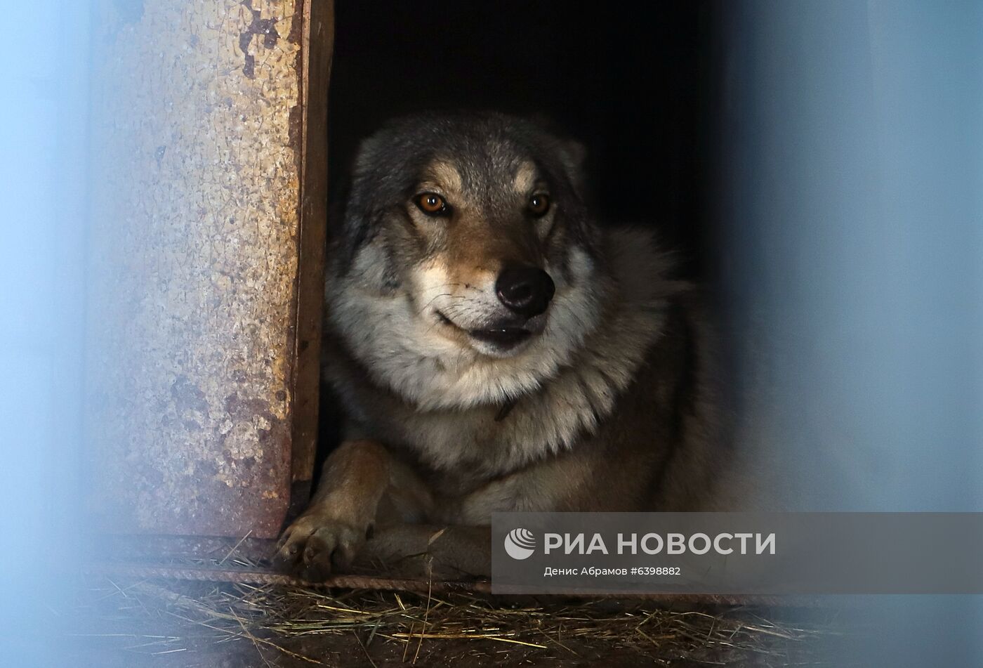 Питомник "Долина волков" в Карачаево-Черкесии