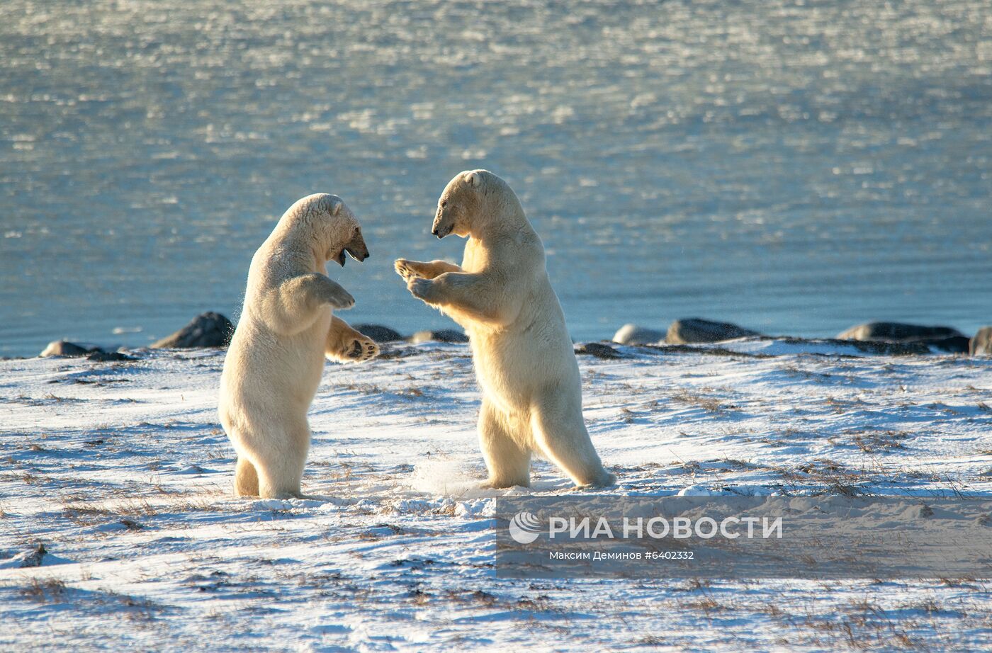 Белые медведи на Чукотке