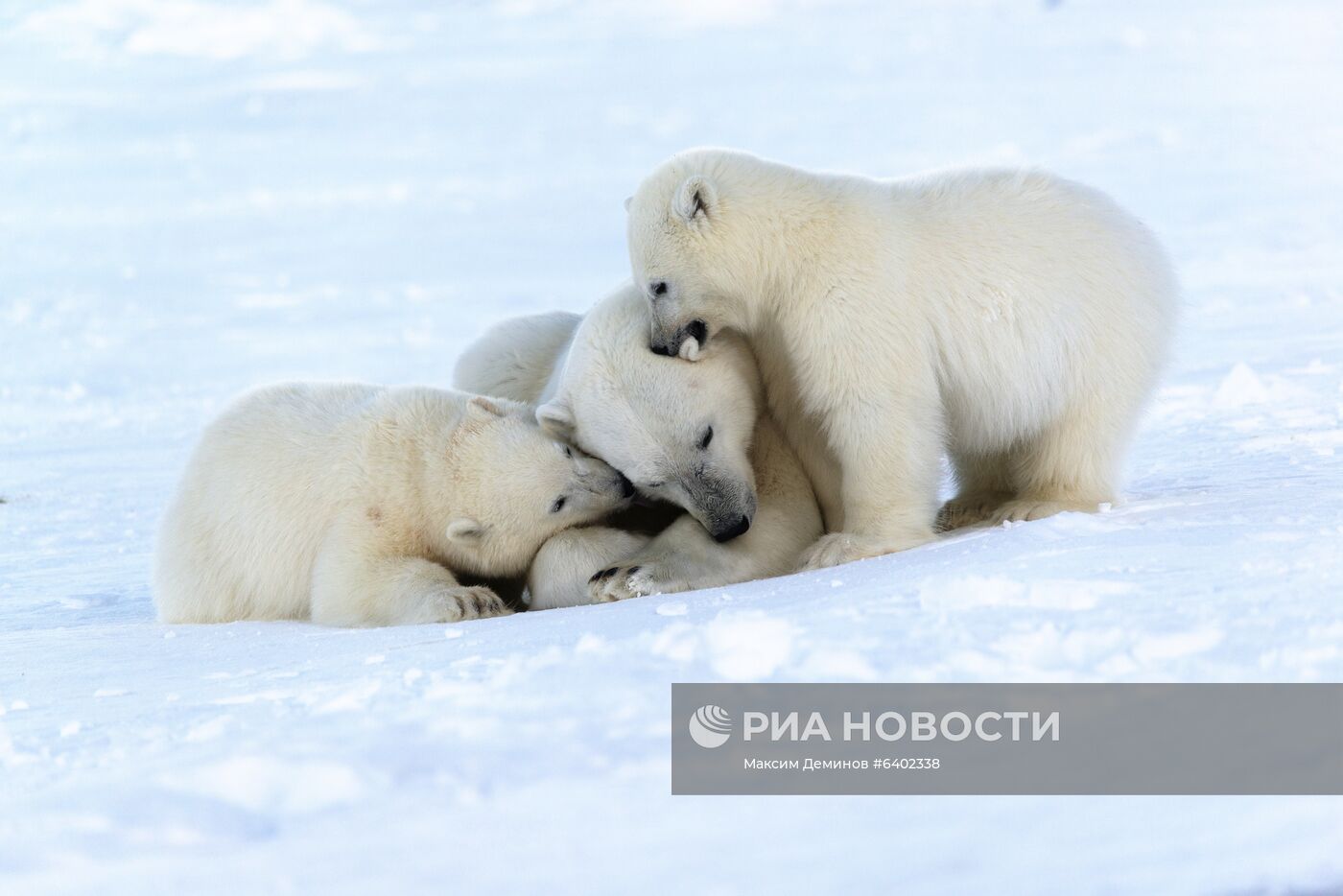 Белые медведи на Чукотке