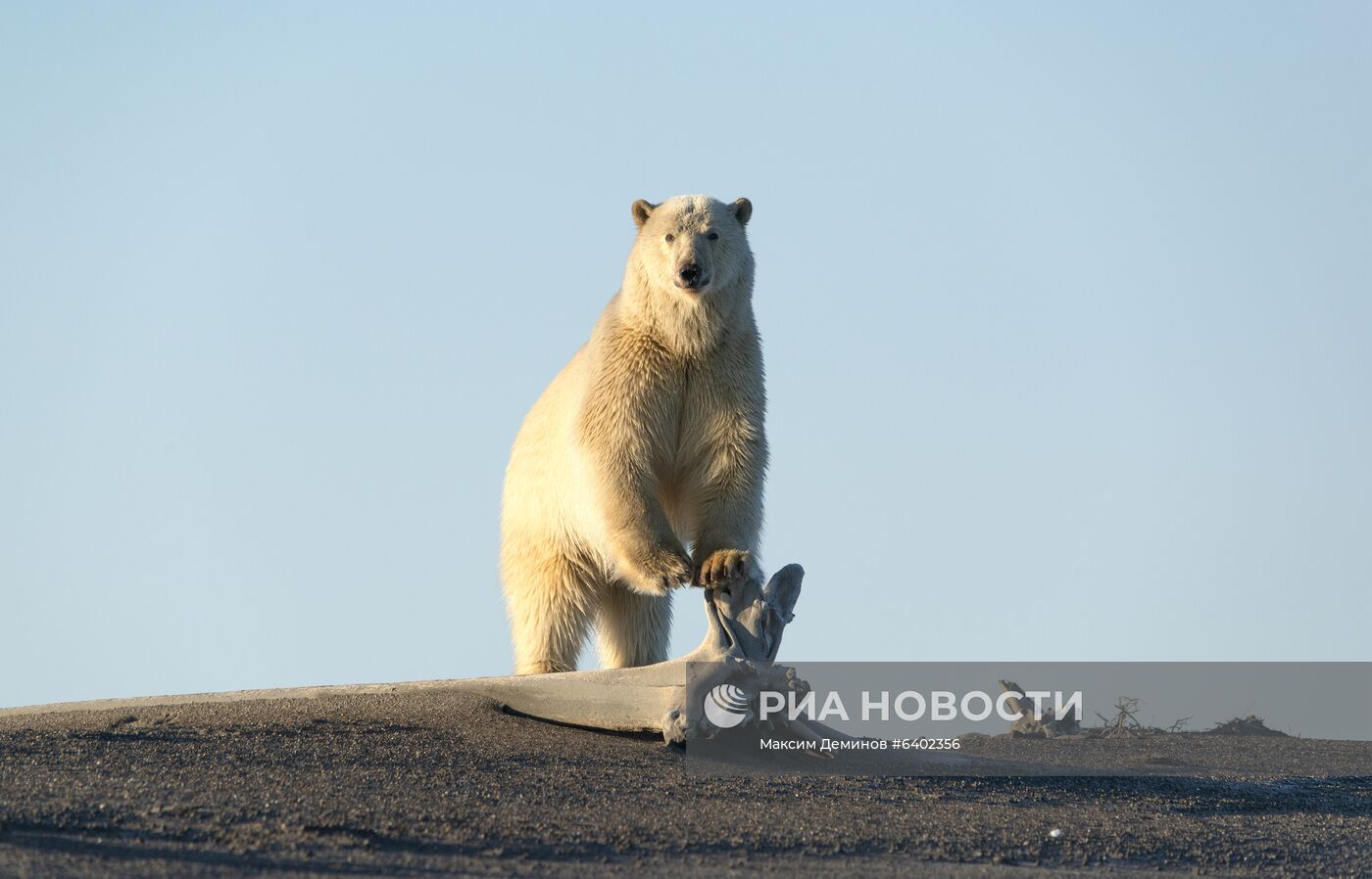 Белые медведи на Чукотке