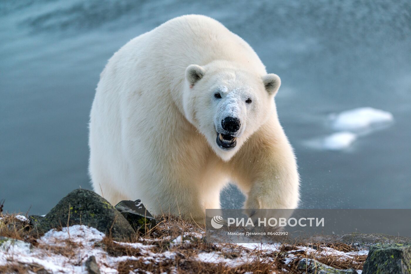 Белые медведи на Чукотке