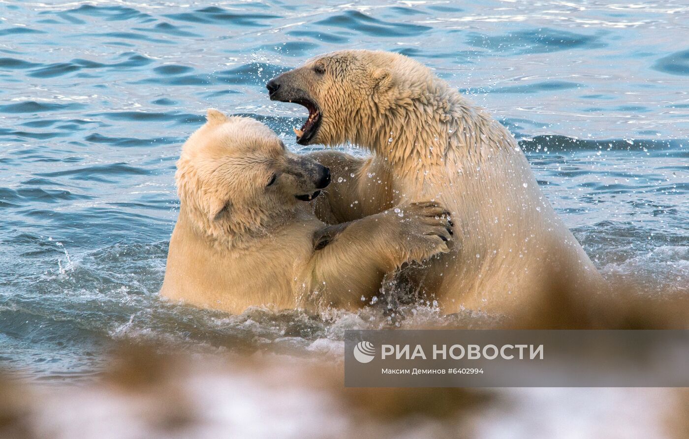 Белые медведи на Чукотке