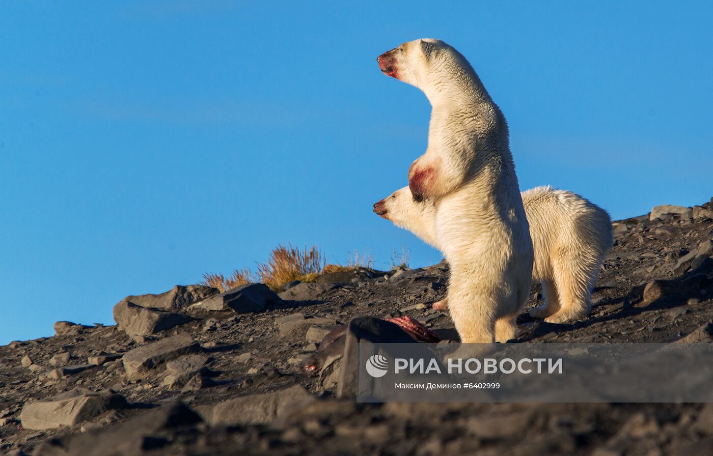 Белые медведи на Чукотке