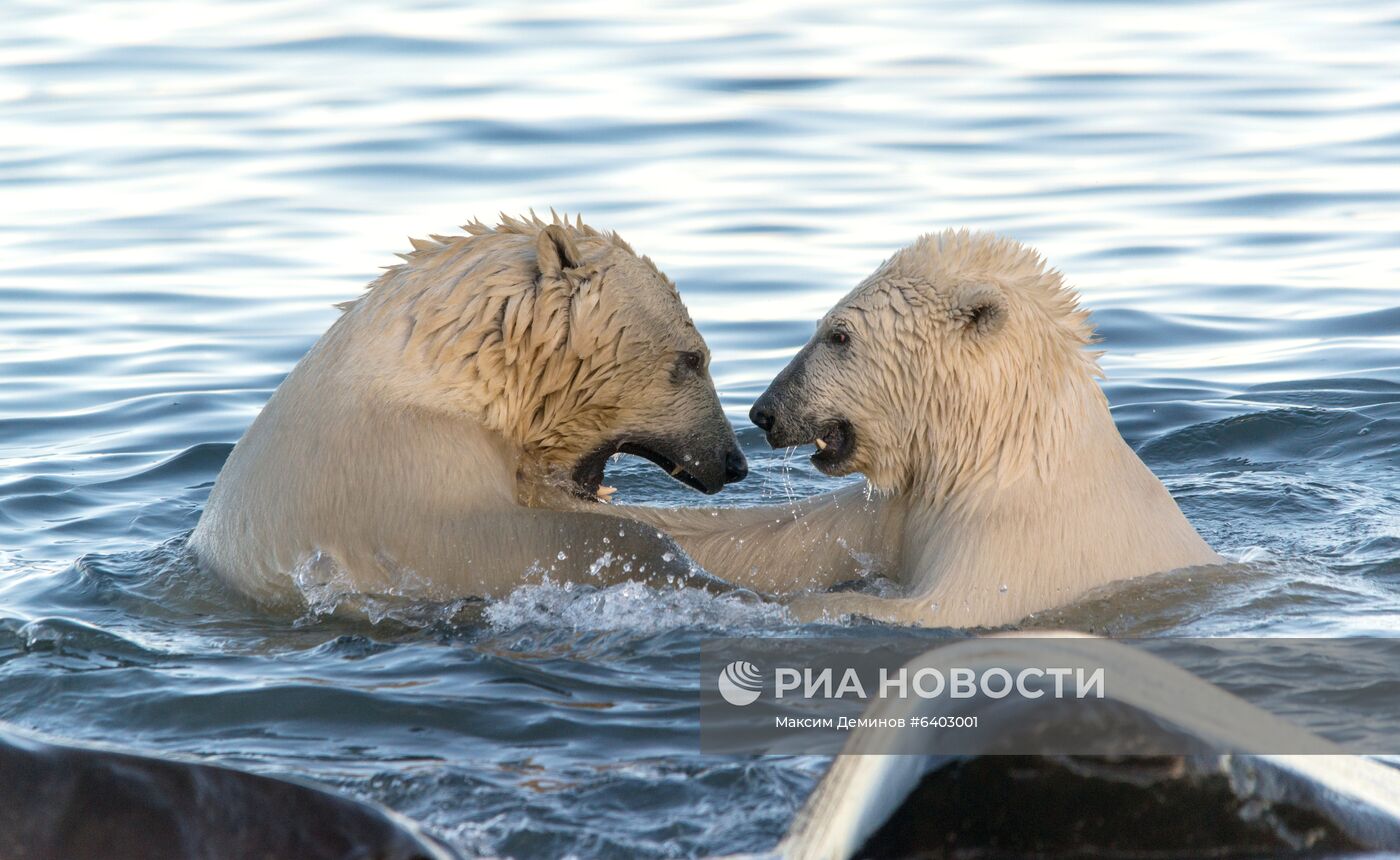 Белые медведи на Чукотке