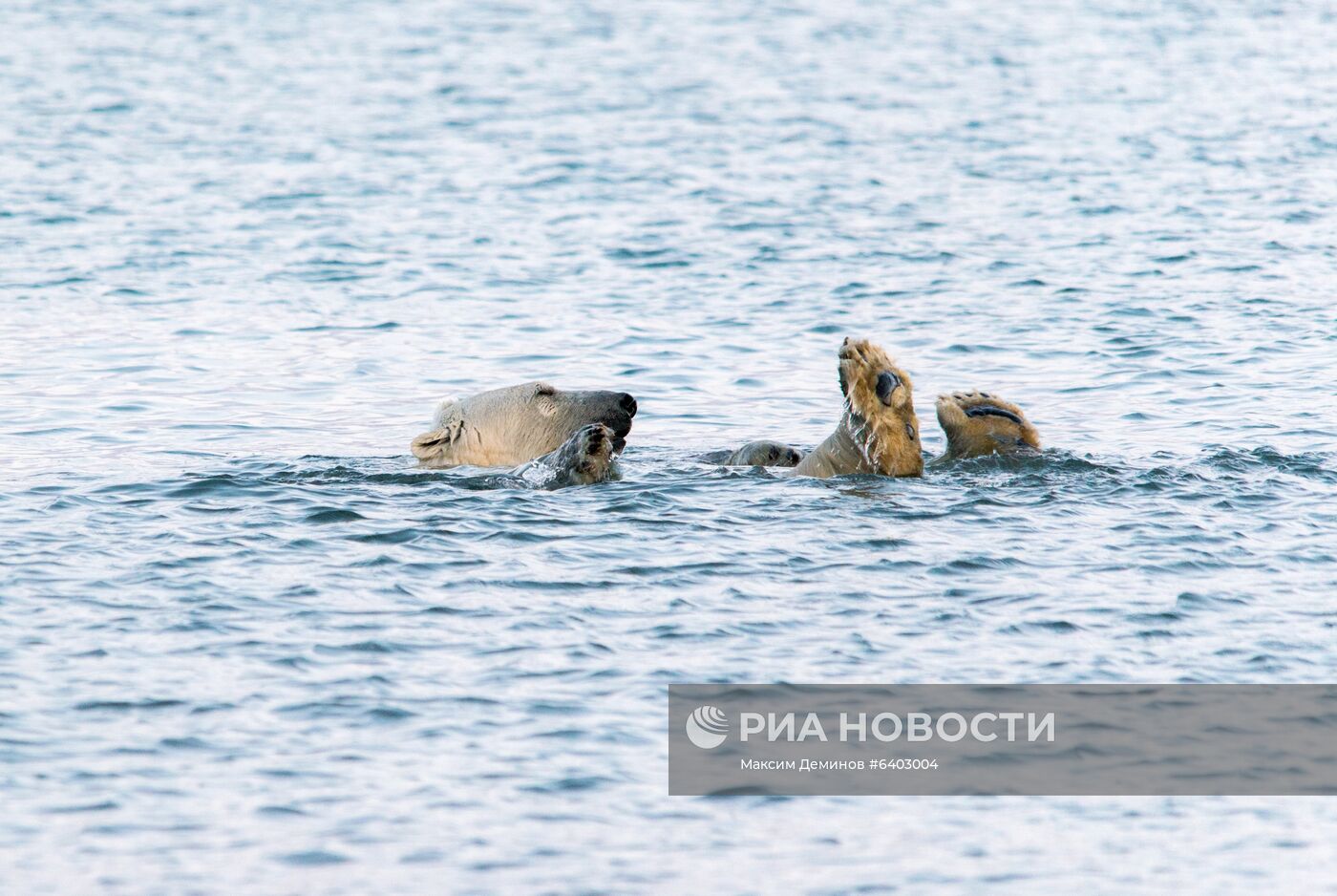 Белые медведи на Чукотке