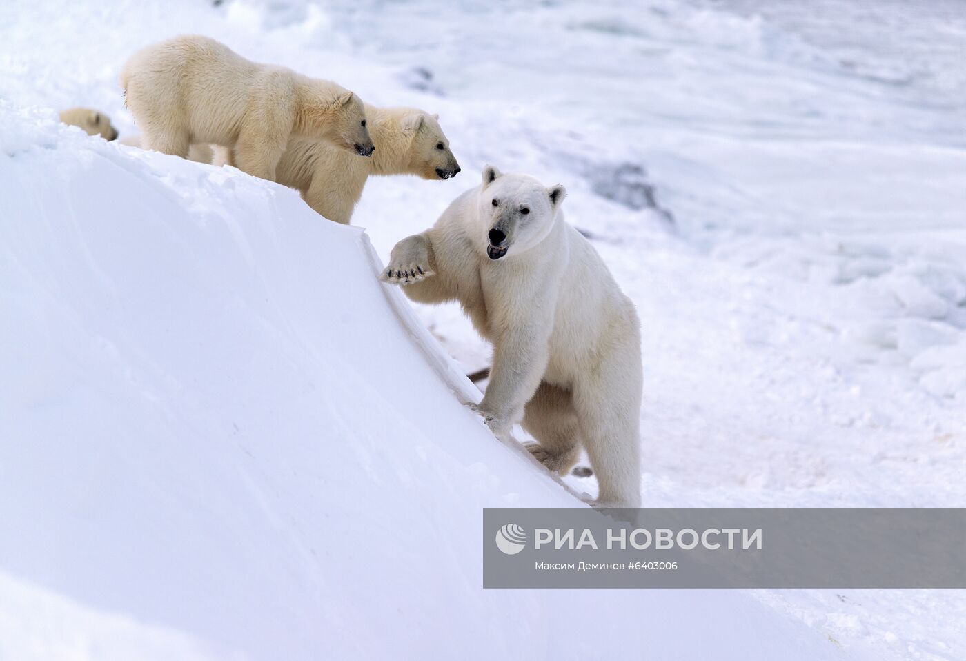 Белые медведи на Чукотке
