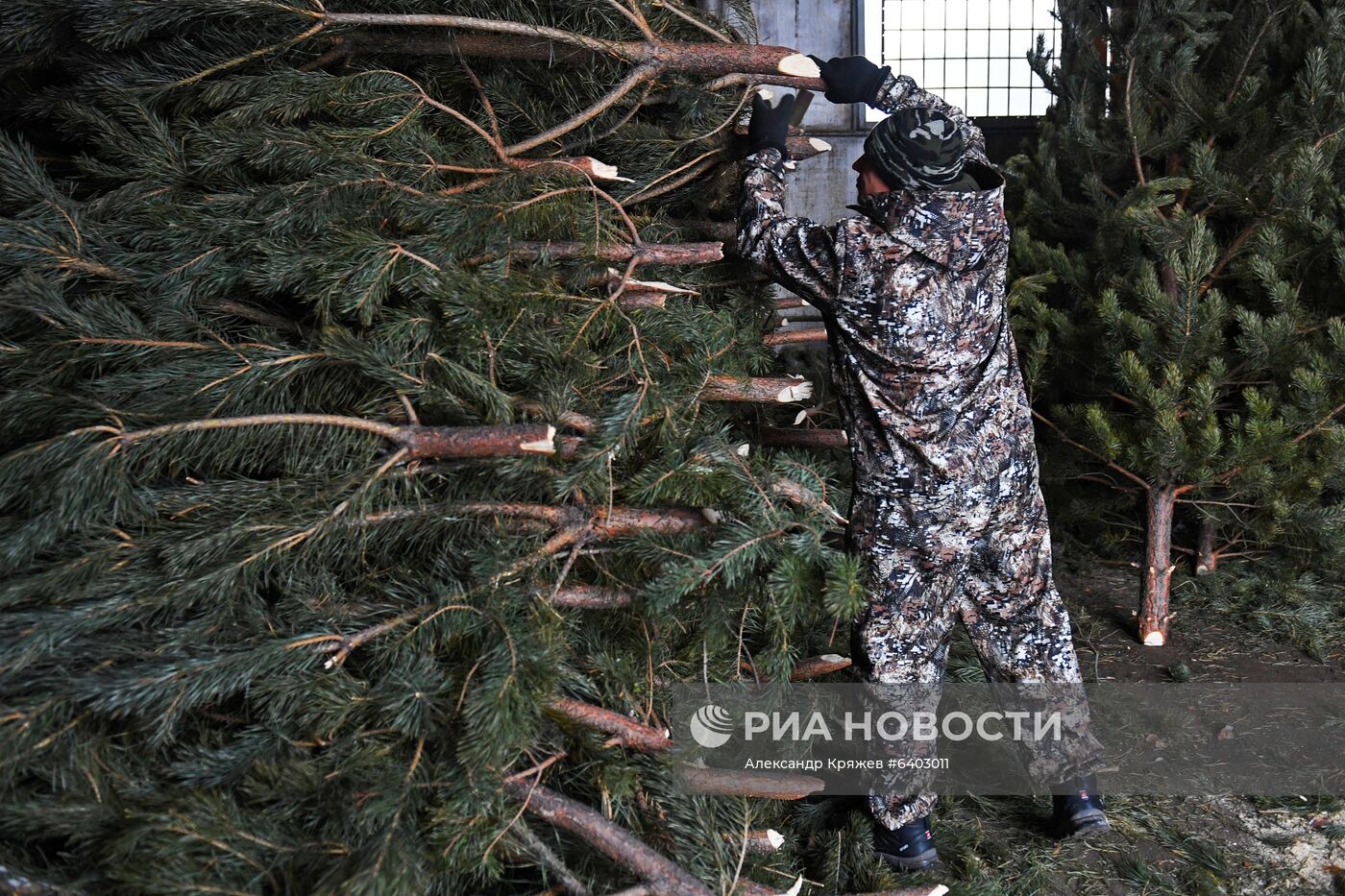 Заготовка сосен и елей к Новому году