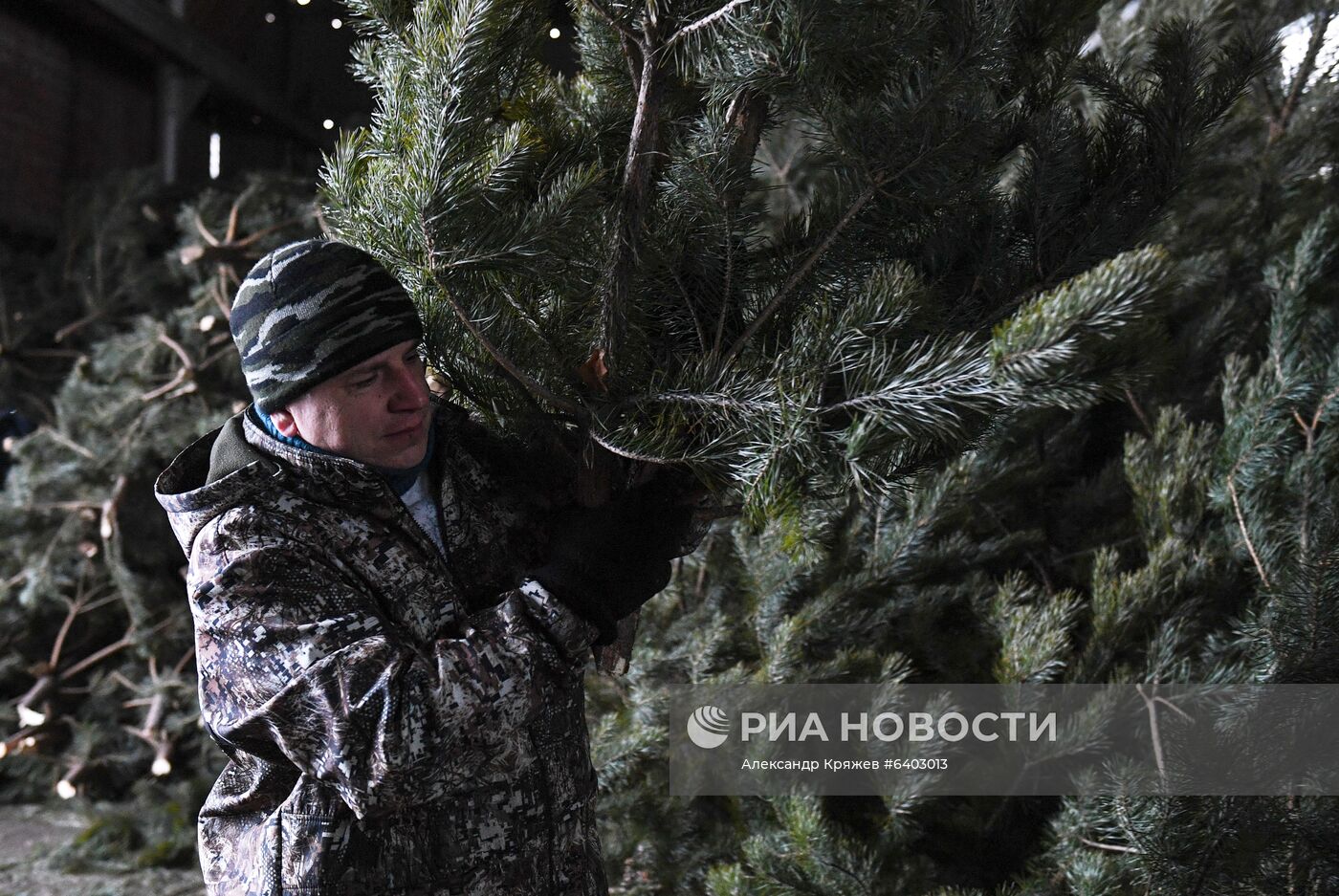 Заготовка сосен и елей к Новому году