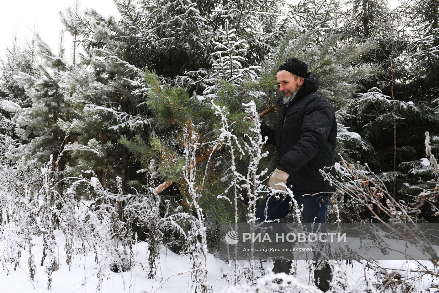 Заготовка сосен и елей к Новому году