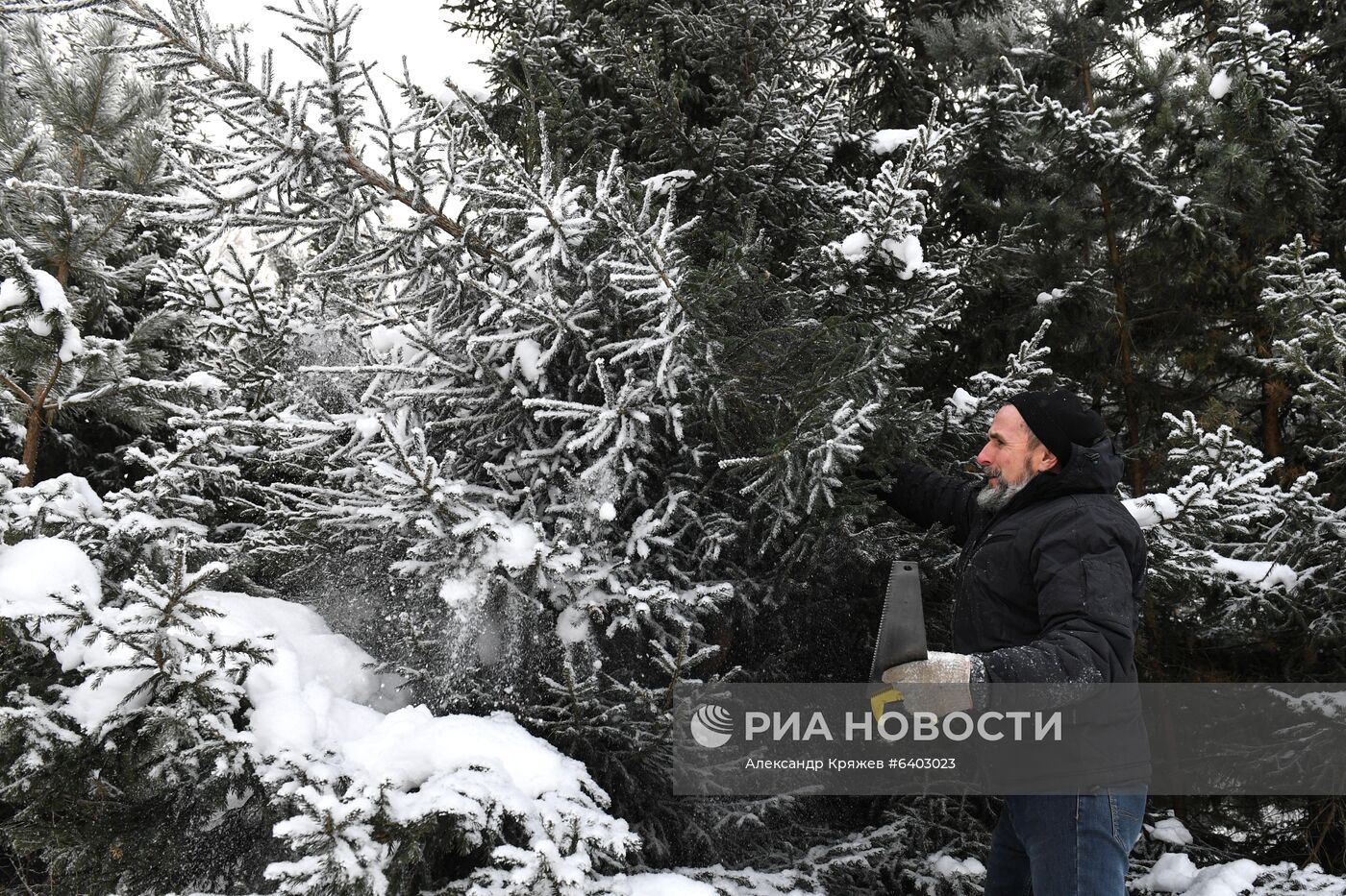 Заготовка сосен и елей к Новому году