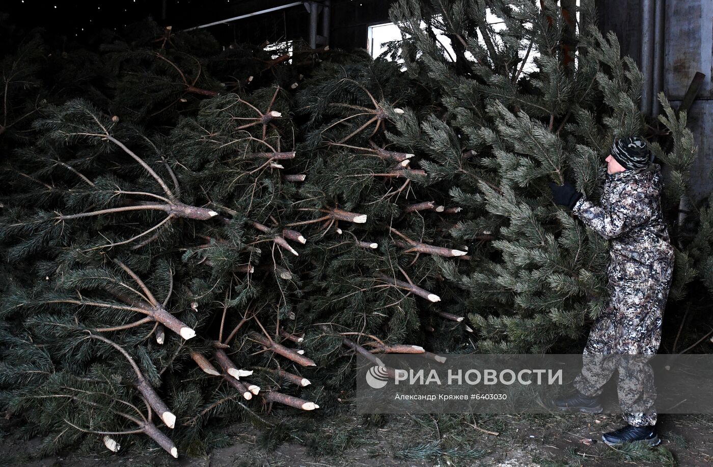 Заготовка сосен и елей к Новому году