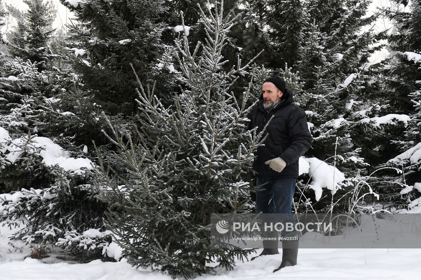 Заготовка сосен и елей к Новому году