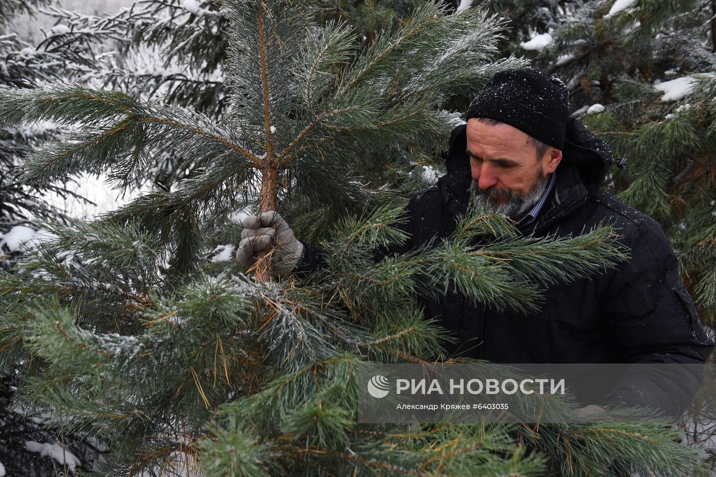 Заготовка сосен и елей к Новому году