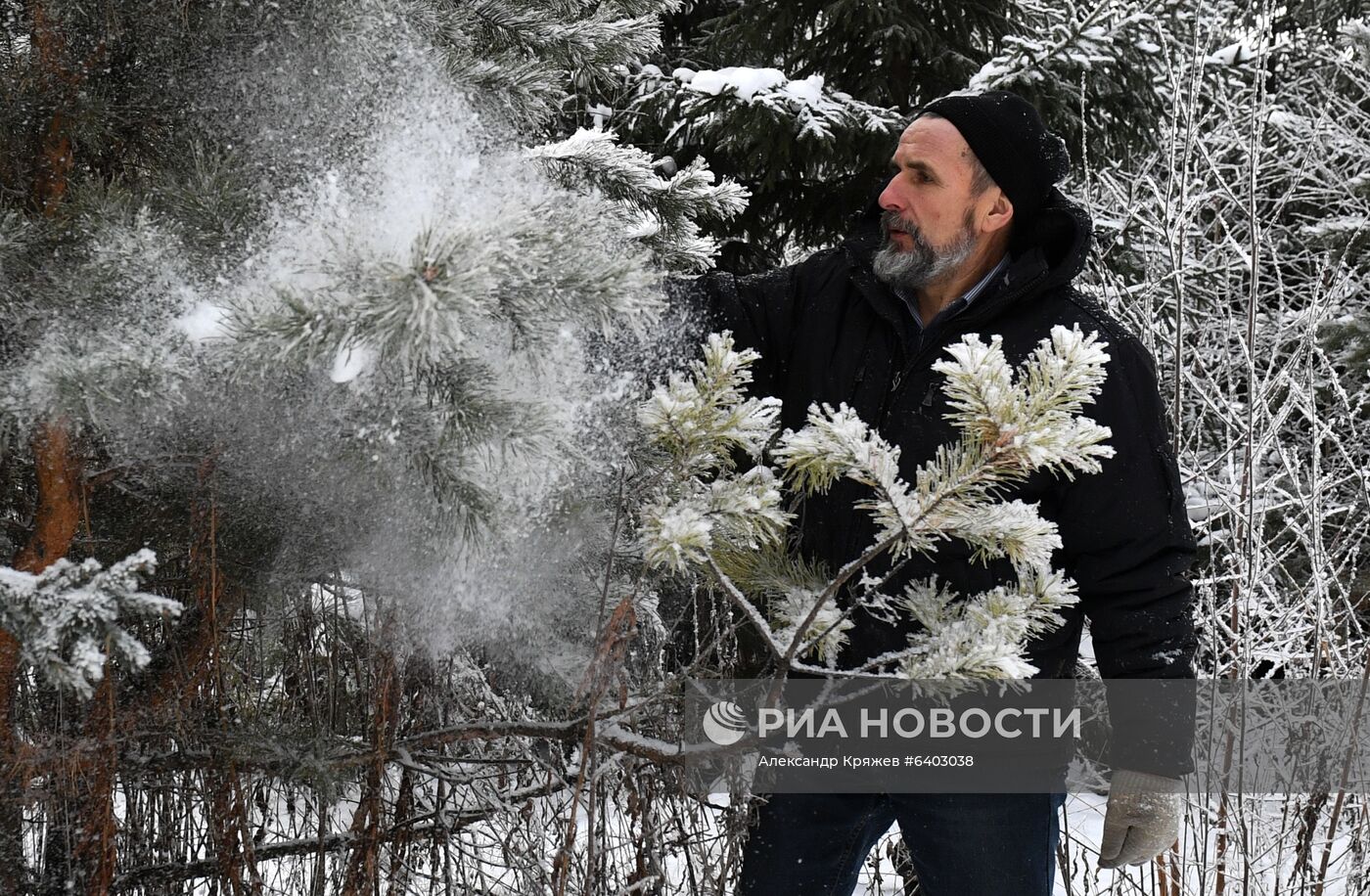 Заготовка сосен и елей к Новому году