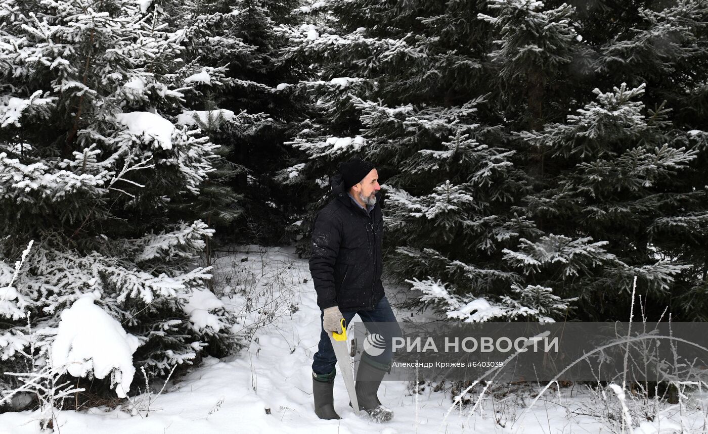 Заготовка сосен и елей к Новому году