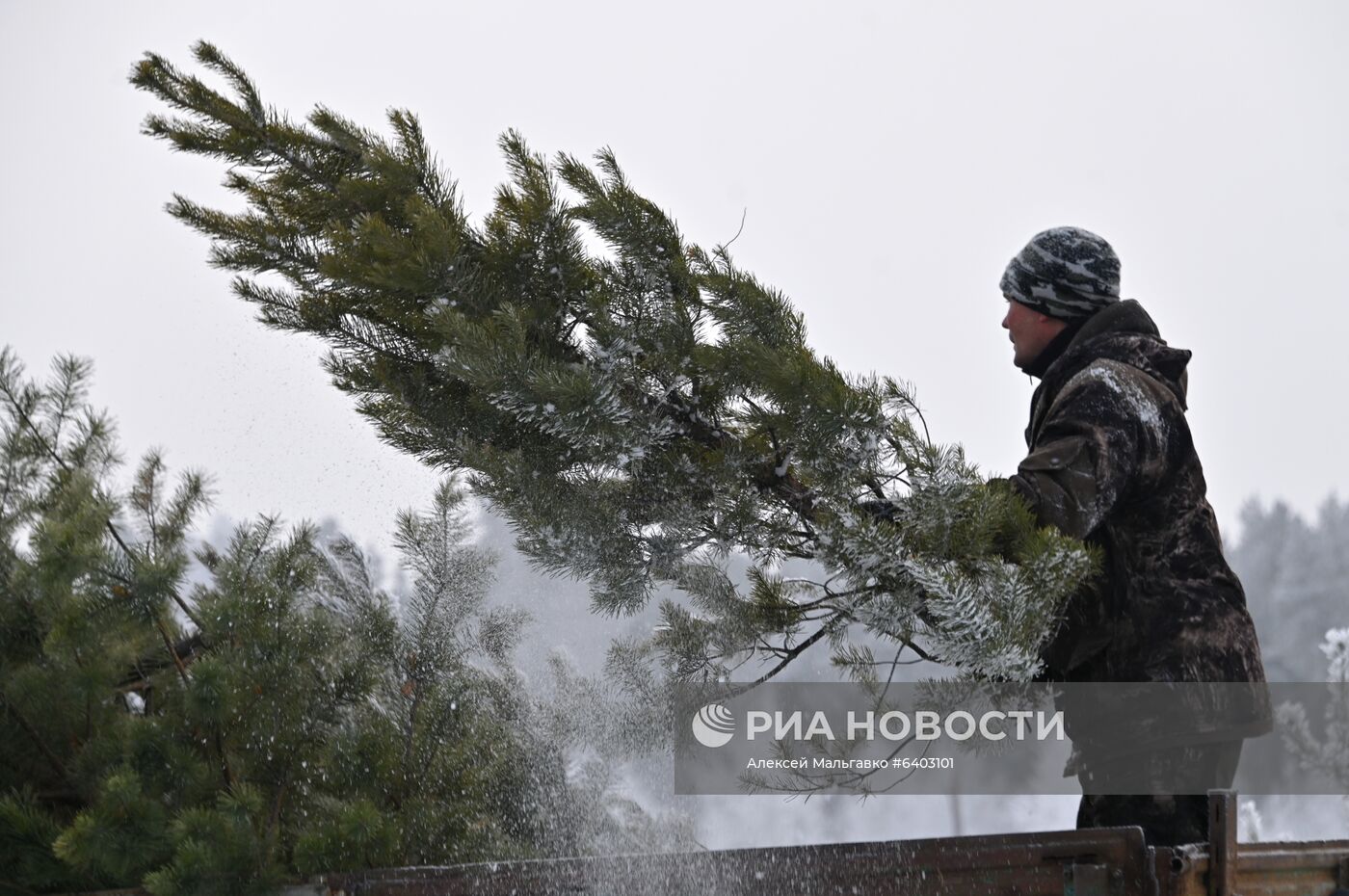 Заготовка сосен и елей к Новому году