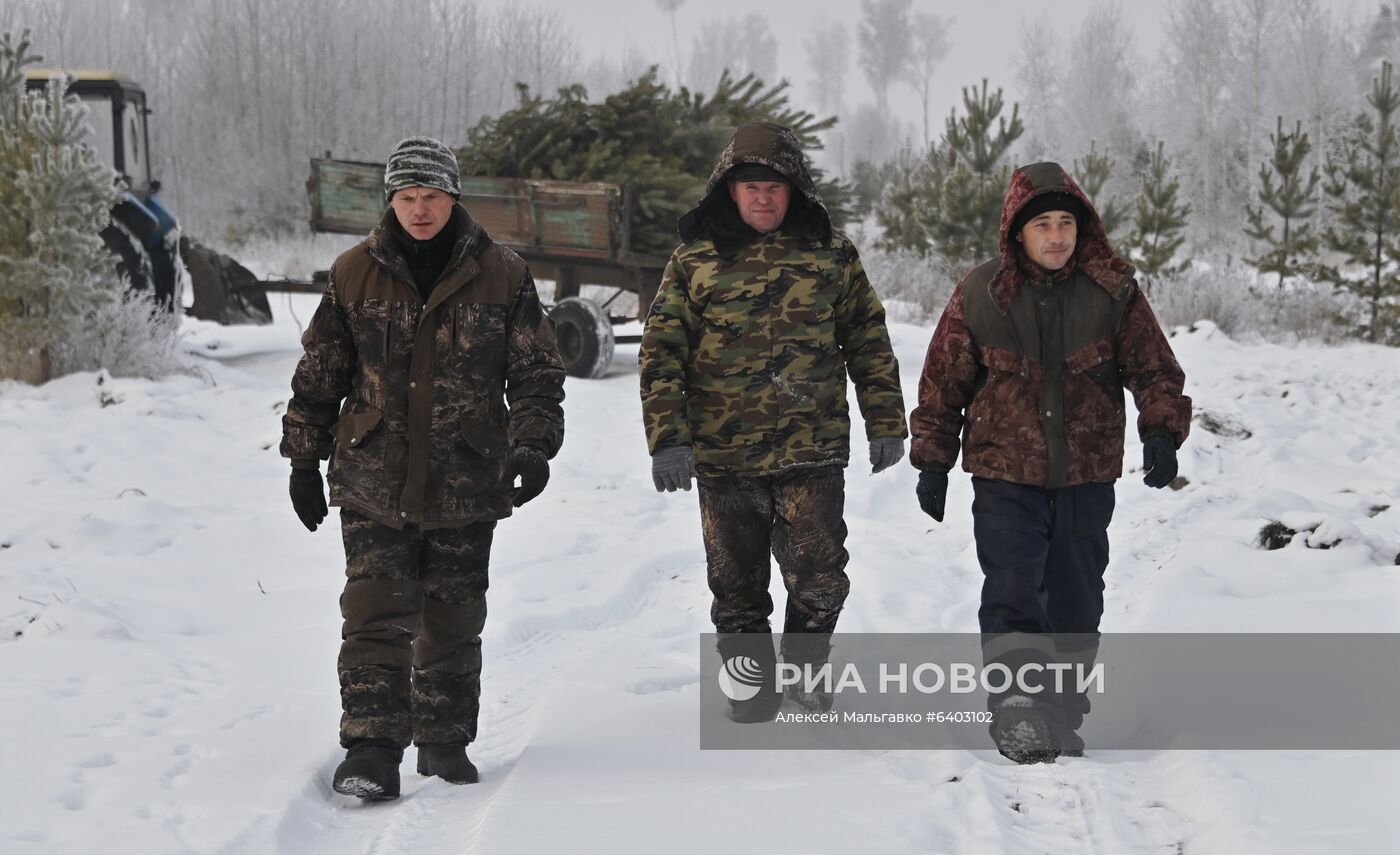 Заготовка сосен и елей к Новому году