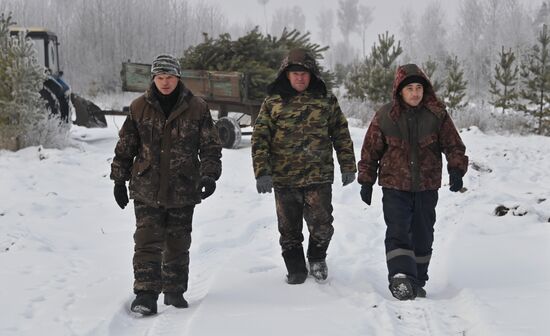 Заготовка сосен и елей к Новому году