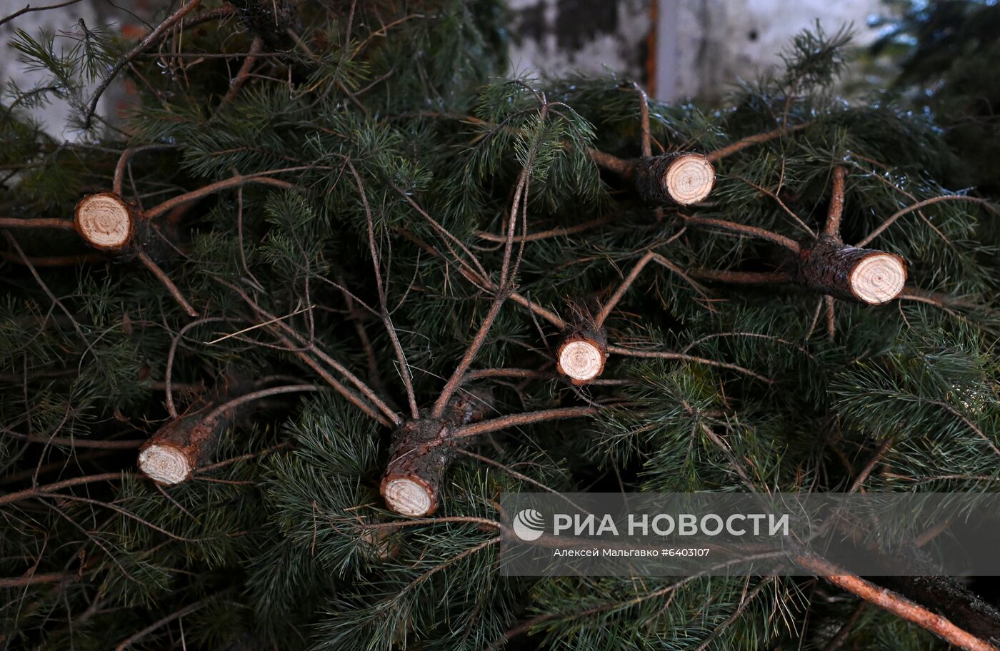 Заготовка сосен и елей к Новому году