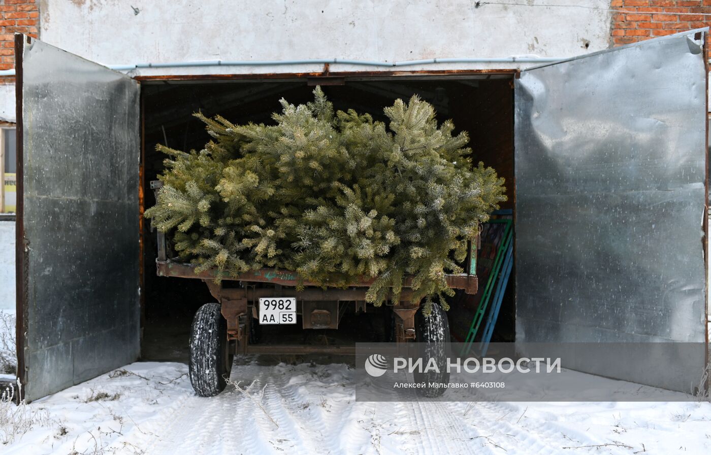 Заготовка сосен и елей к Новому году