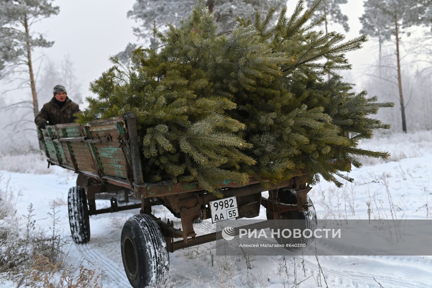 Заготовка сосен и елей к Новому году