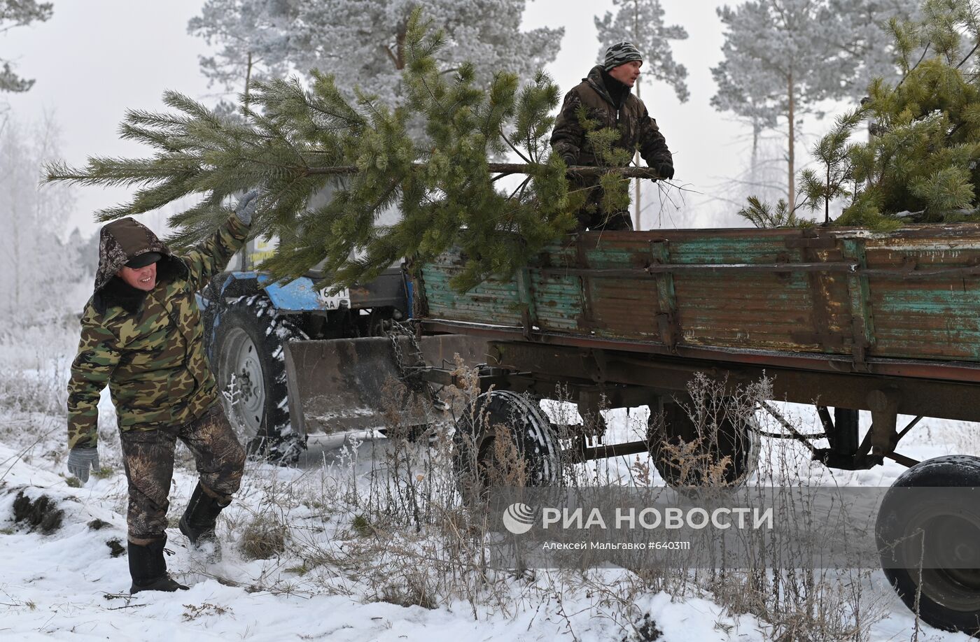 Заготовка сосен и елей к Новому году