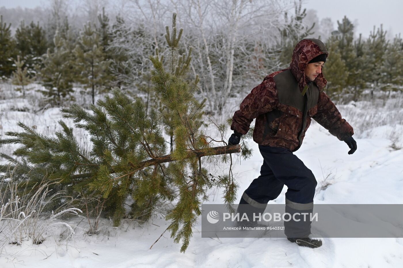 Заготовка сосен и елей к Новому году