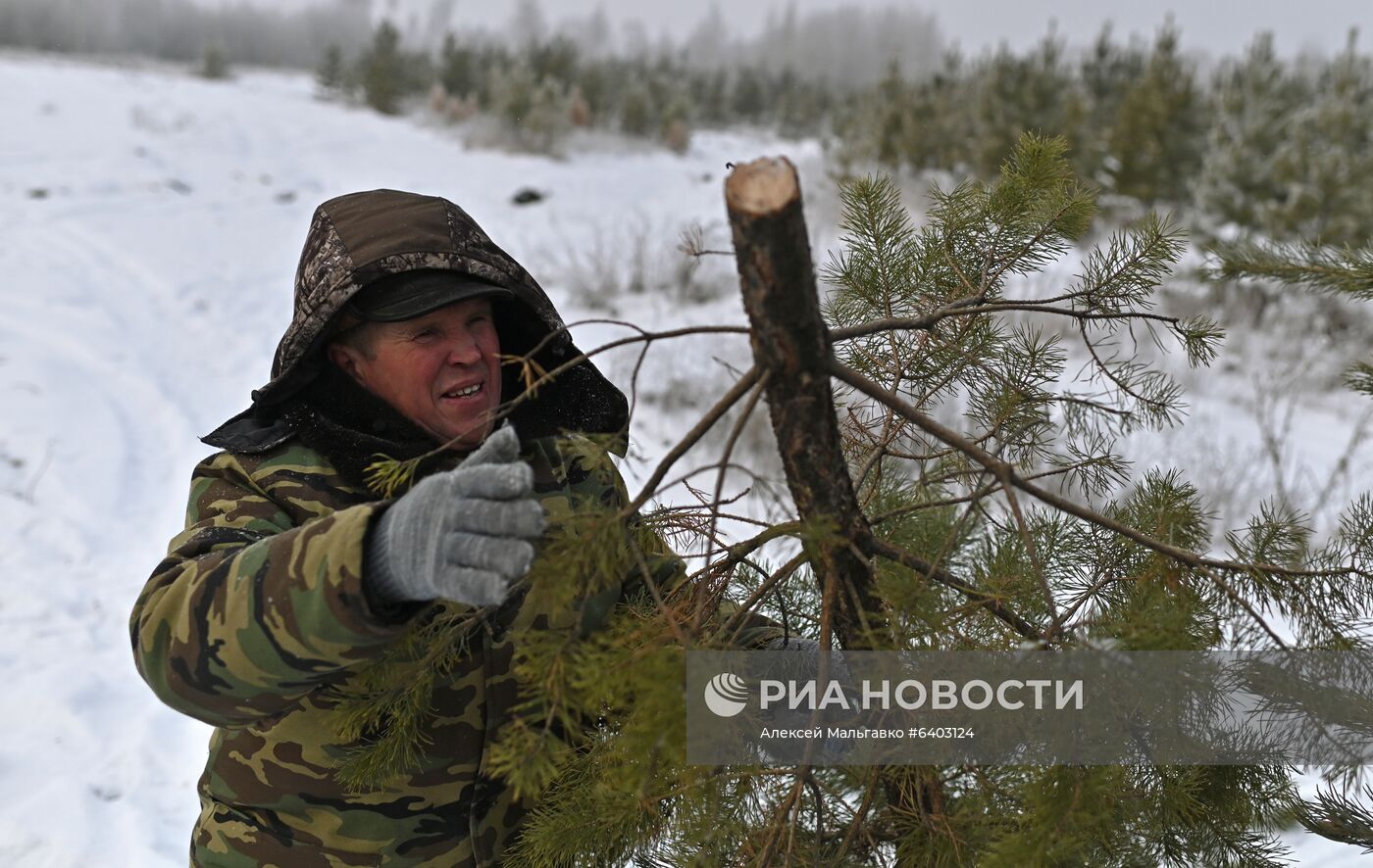 Заготовка сосен и елей к Новому году