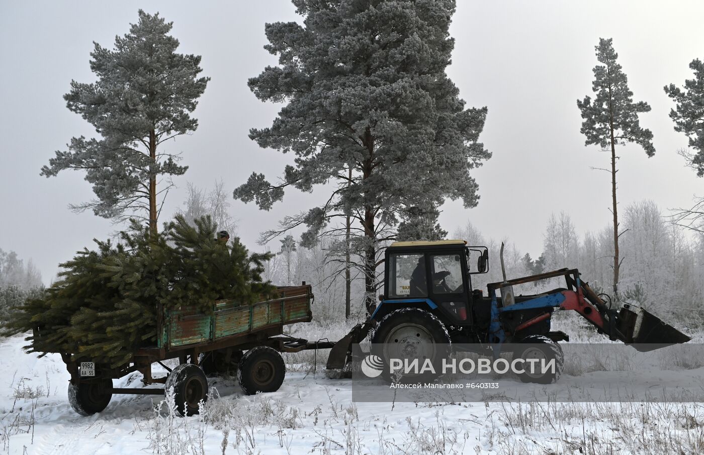 Заготовка сосен и елей к Новому году