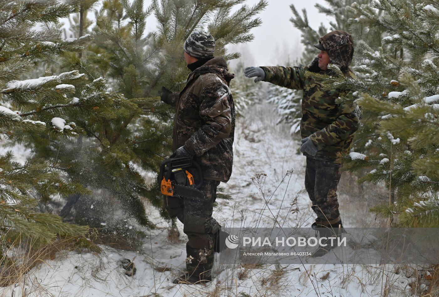 Заготовка сосен и елей к Новому году