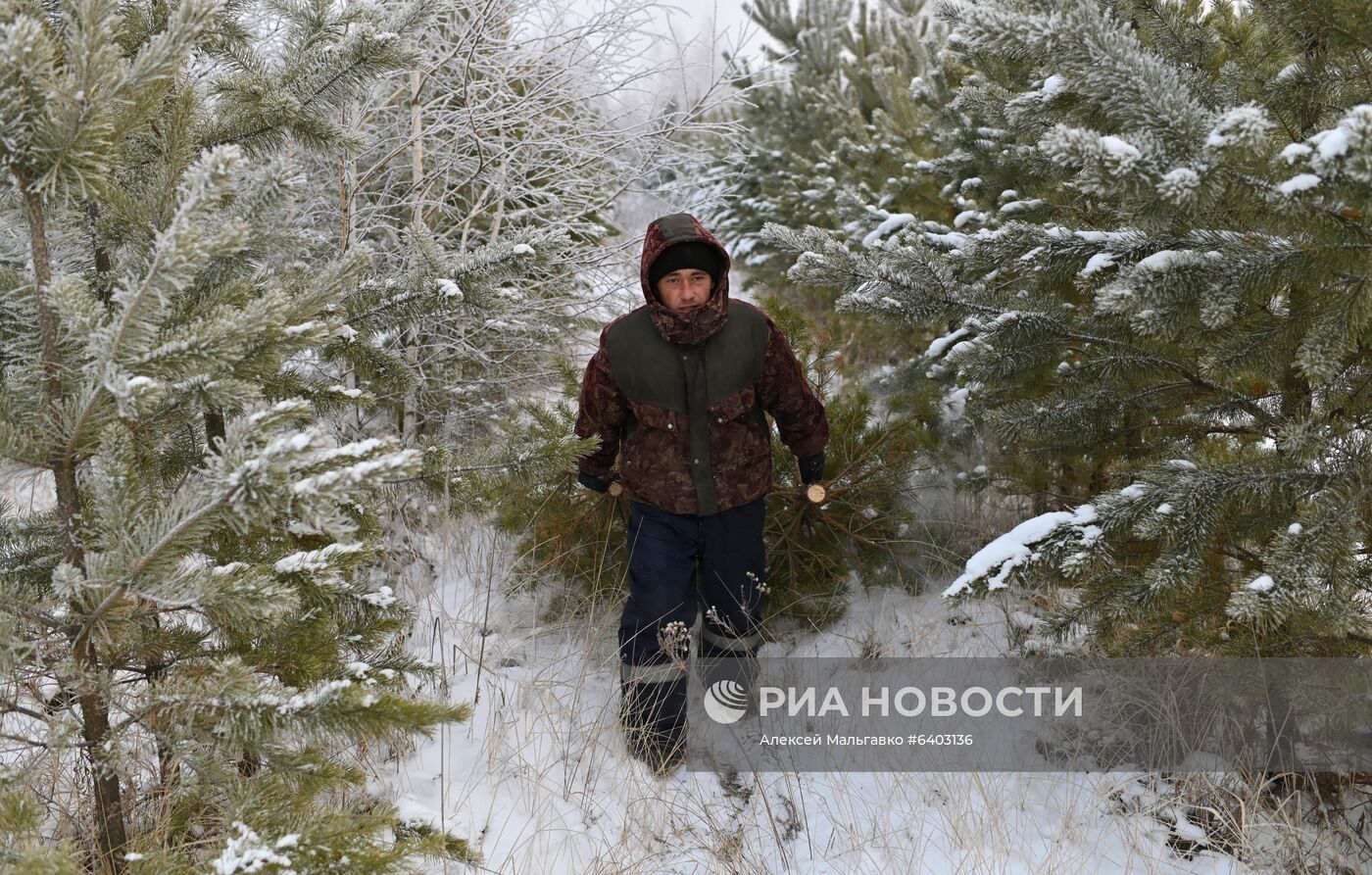 Заготовка сосен и елей к Новому году