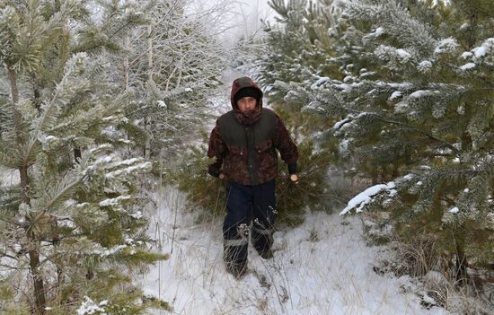 Заготовка сосен и елей к Новому году