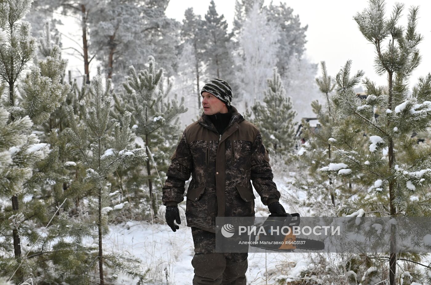 Заготовка сосен и елей к Новому году