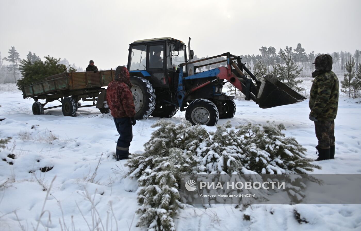 Заготовка сосен и елей к Новому году