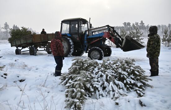 Заготовка сосен и елей к Новому году