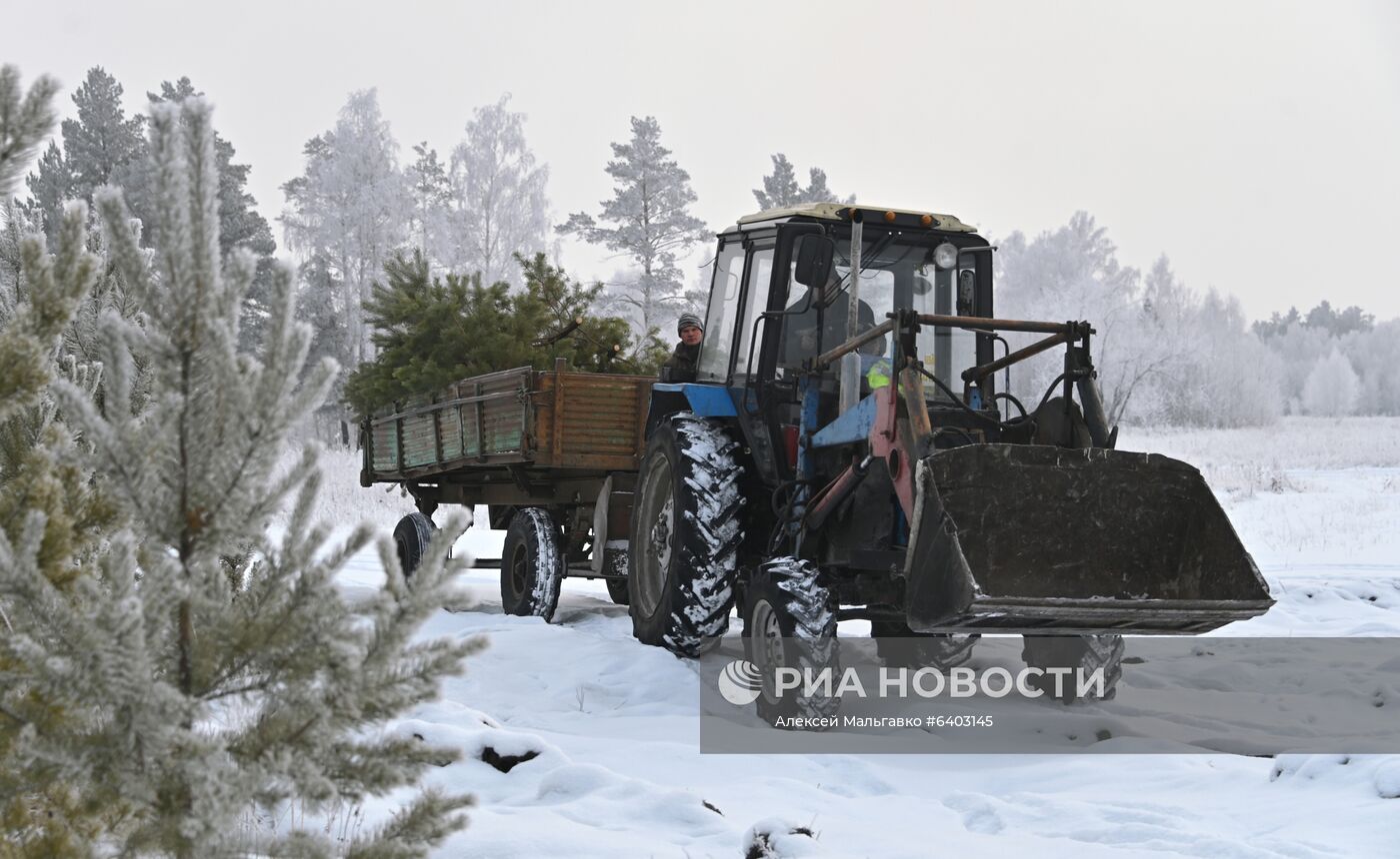 Заготовка сосен и елей к Новому году