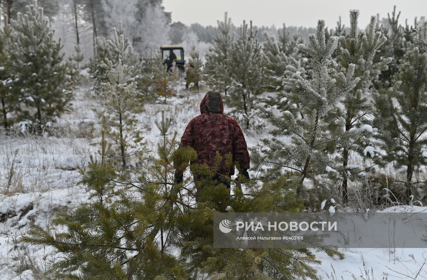 Заготовка сосен и елей к Новому году