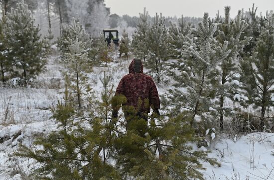 Заготовка сосен и елей к Новому году