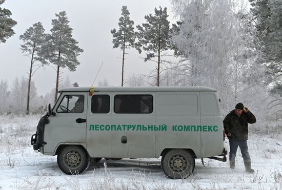 Заготовка сосен и елей к Новому году