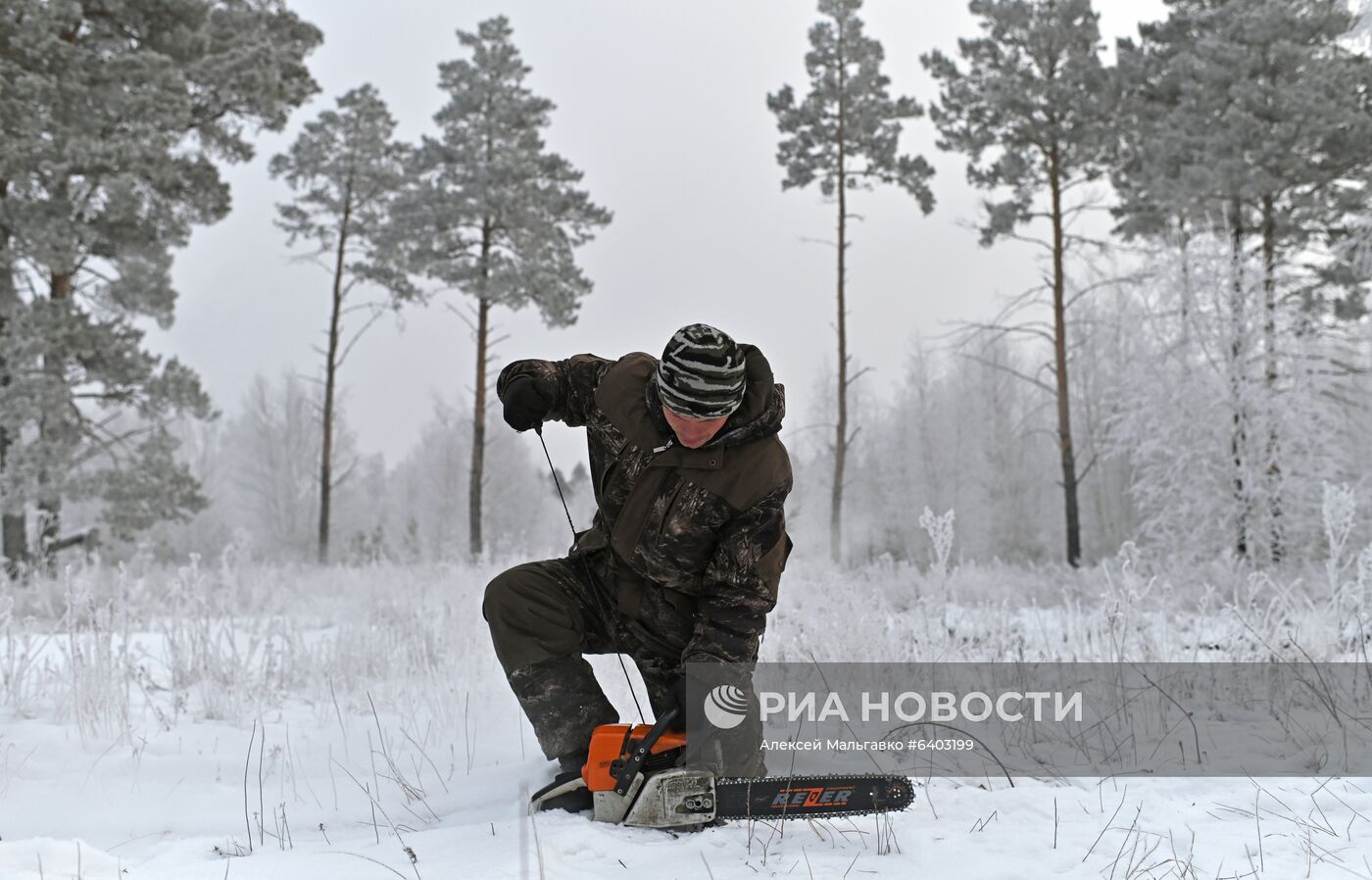 Заготовка сосен и елей к Новому году