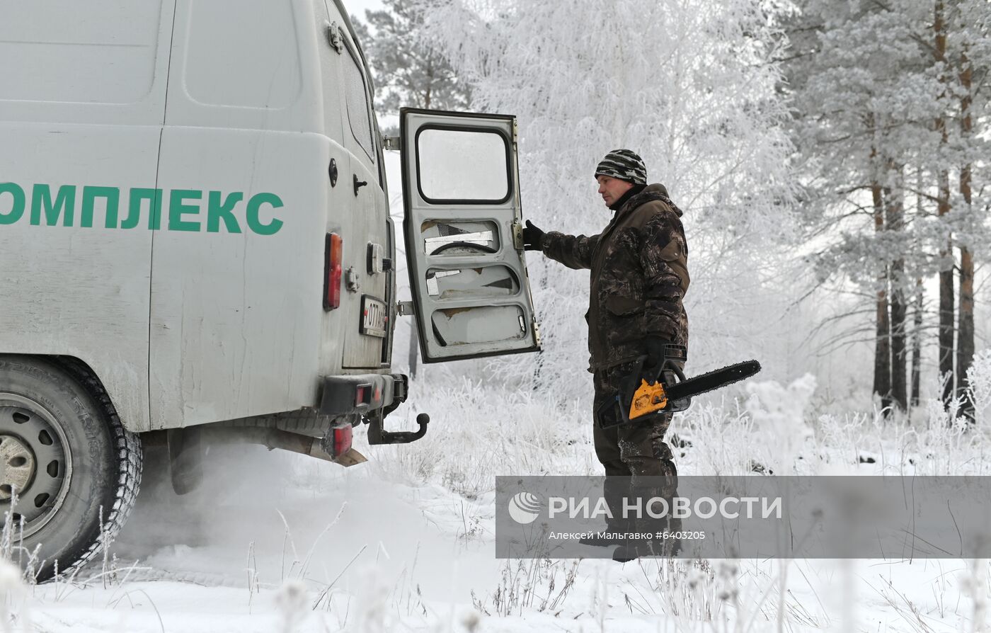 Заготовка сосен и елей к Новому году