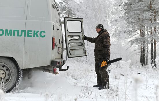 Заготовка сосен и елей к Новому году