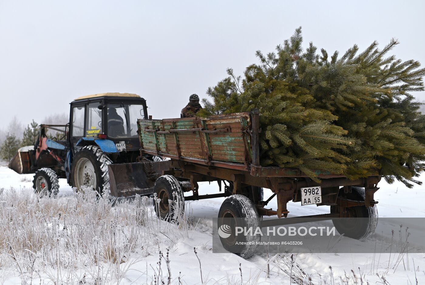 Заготовка сосен и елей к Новому году