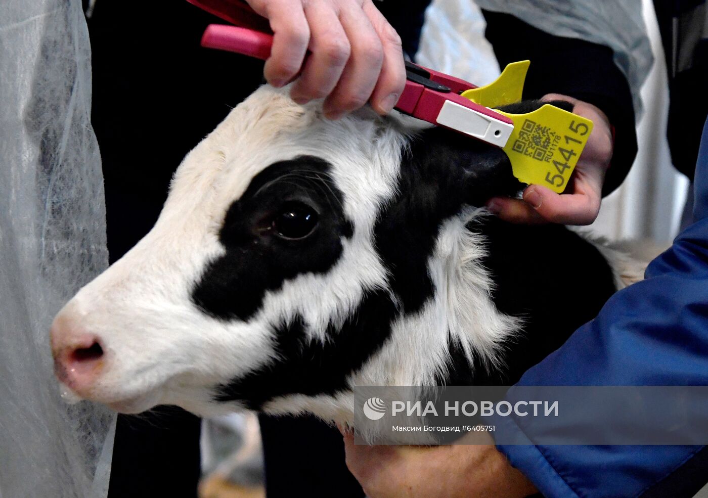 Чипирование животных в Татарстане