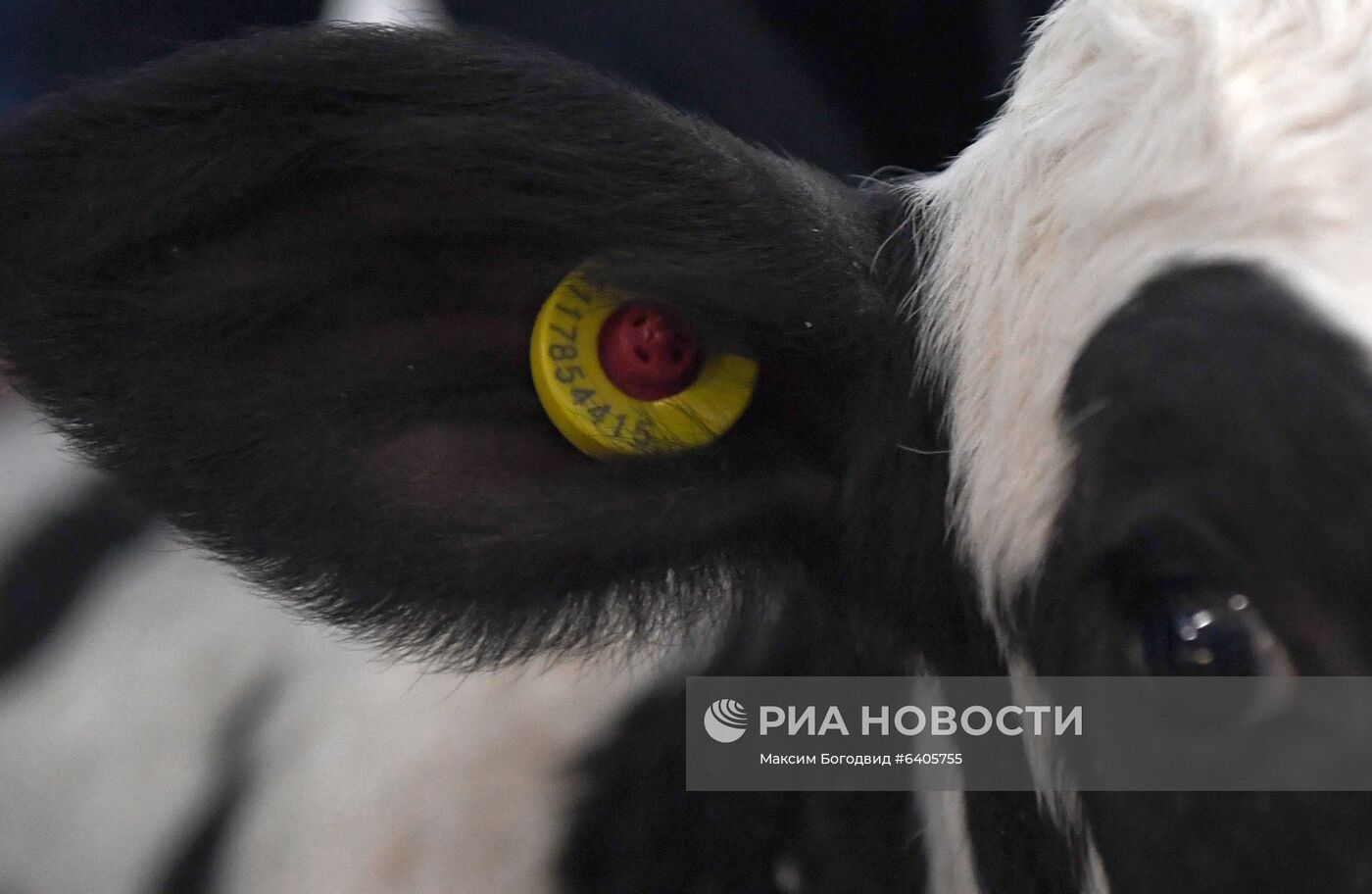 Чипирование животных в Татарстане