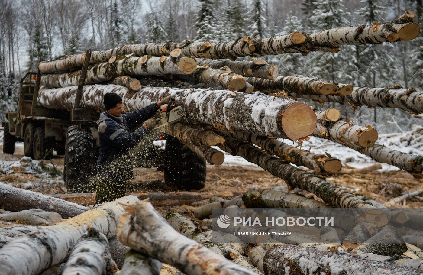 В лесу было заготовлено 6234