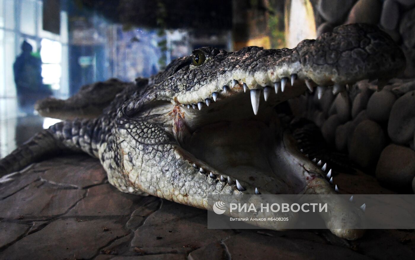 Террариум зоопарка "Садгород" во Владивостоке