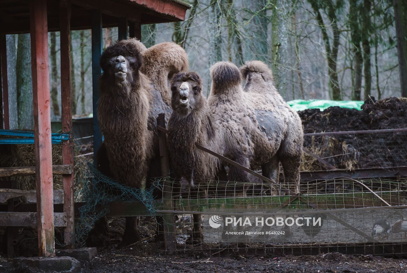 Зоопарк "Приют Белоснежки" в Ленинградской области